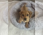 Small #12 Dachshund