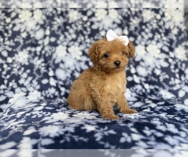 Medium Photo #3 Cockapoo (Miniature) Puppy For Sale in LAKELAND, FL, USA