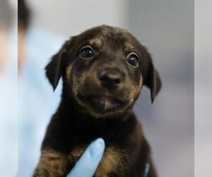 Doberman Pinscher-Unknown Mix Dogs for adoption in San Antonio, TX, USA