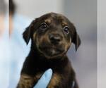 OPAL - Female Doberman Pinscher-Unknown Mix Dog for Adoption - Small photo