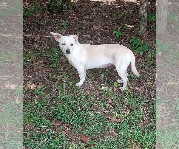 Medium Photo #2 Chiweenie Puppy For Sale in Tracy City, TN, USA