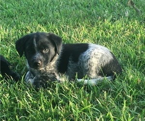 Australian Cattle Dog-Labradoodle Mix Puppy for sale in UNION MILLS, NC, USA