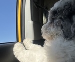 Small #20 Sheepadoodle