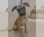 Small Boxer Mix