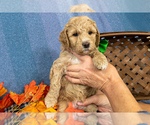 Small #3 Goldendoodle (Miniature)