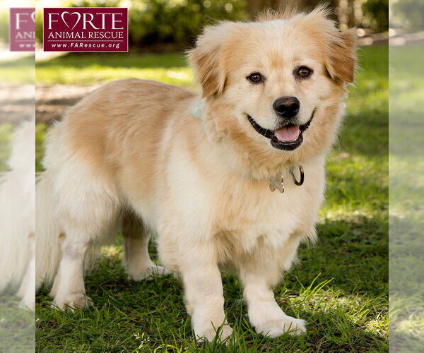 Medium Photo #7 Golden Retriever-Pembroke Welsh Corgi Mix Puppy For Sale in Marina del Rey, CA, USA