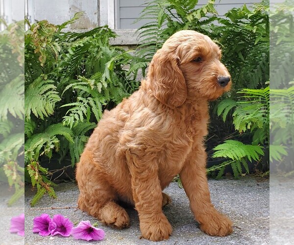 Medium Photo #5 Goldendoodle Puppy For Sale in LEOLA, PA, USA