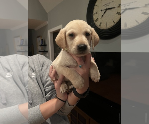 Medium Photo #2 Labrador Retriever Puppy For Sale in GREENVILLE, NC, USA