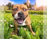 Small #5 American Pit Bull Terrier
