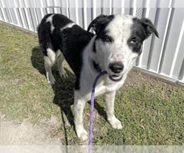 Medium Photo #1 Labrador Retriever-Unknown Mix Puppy For Sale in Houston, TX, USA