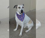 Small #2 Great Pyrenees Mix