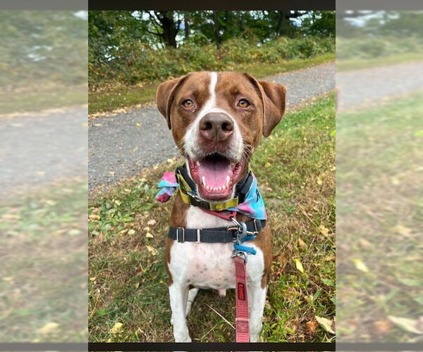 Medium Photo #29 Boxador Puppy For Sale in Elmsford, NY, USA