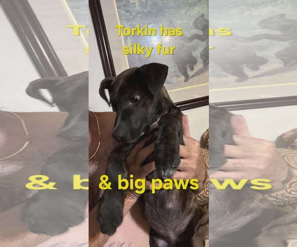 Medium Photo #5 Mountain Cur-Unknown Mix Puppy For Sale in Westwood, NJ, USA