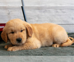Small Photo #15 Golden Retriever Puppy For Sale in MIDDLEBURY, IN, USA