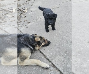 Medium German Shepherd Dog