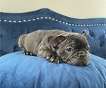 Small Photo #1 French Bulldog Puppy For Sale in CORONA DEL MAR, CA, USA