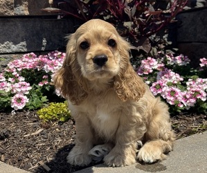 Cocker Spaniel Puppy for sale in CANOGA, NY, USA