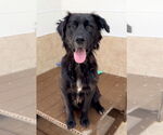 Small #2 Golden Retriever Mix