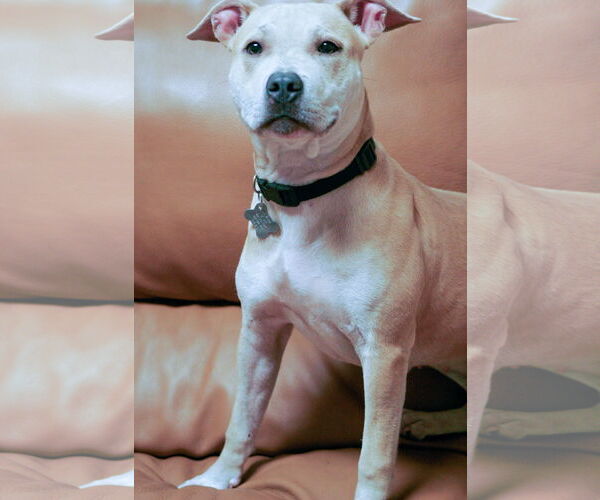 Medium Photo #3 Labrador Retriever Puppy For Sale in Sanford, FL, USA