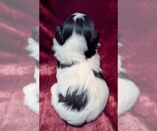 Medium Photo #8 Havanese Puppy For Sale in POST FALLS, ID, USA