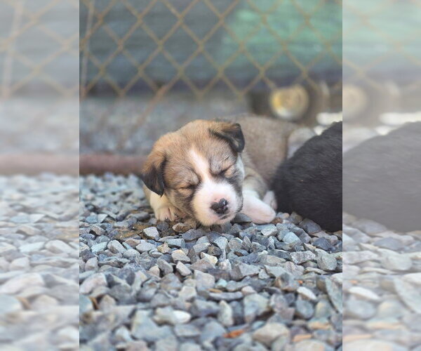 Medium Photo #3 Siberian Husky-Unknown Mix Puppy For Sale in Bellingham, WA, USA