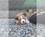 Small #2 Siberian Husky Mix