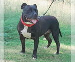 Small #1 American Pit Bull Terrier