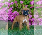 Small Photo #3 Boxer Puppy For Sale in NAPPANEE, IN, USA