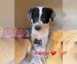 Small #2 Brittany-Dachshund Mix