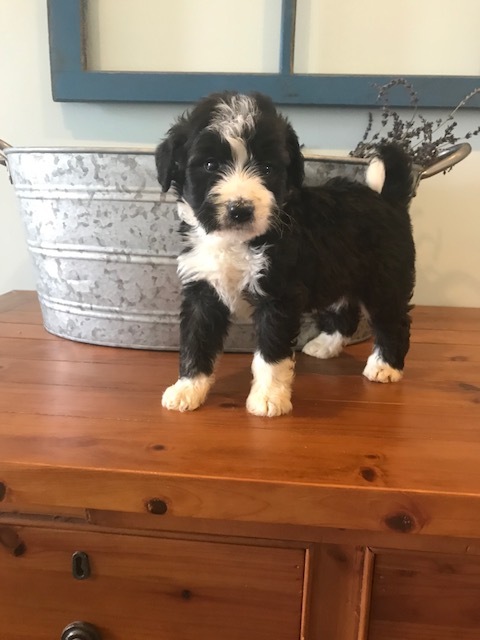 Medium Photo #1 Miniature Bernedoodle Puppy For Sale in ALEXANDRIA, IN, USA