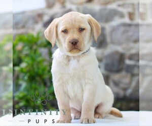 Labrador Retriever Puppy for sale in MORGANTOWN, PA, USA