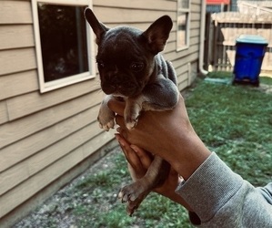 French Bulldog Puppy for sale in CHATTAHOOCHEE HILLS, GA, USA
