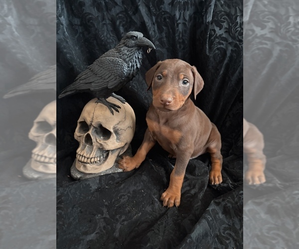 Medium Photo #40 Doberman Pinscher Puppy For Sale in YUCCA VALLEY, CA, USA