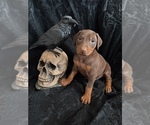 Small Photo #40 Doberman Pinscher Puppy For Sale in YUCCA VALLEY, CA, USA