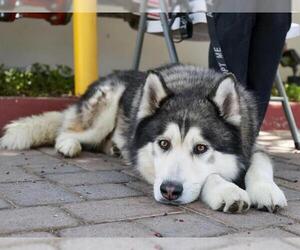 Medium Siberian Husky