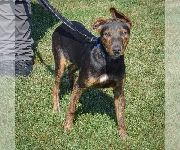 Medium Photo #2 German Shepherd Dog-Greyhound Mix Puppy For Sale in Huntley, IL, USA
