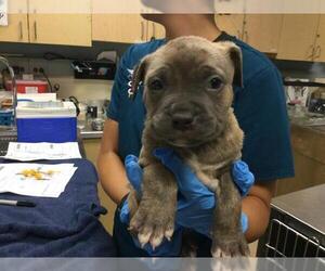 American Pit Bull Terrier Dogs for adoption in Riverside, CA, USA