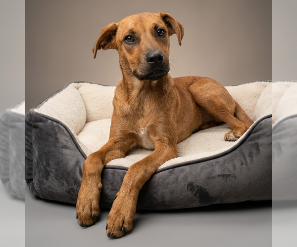 Medium Photo #2 Mutt Puppy For Sale in Vail, AZ, USA