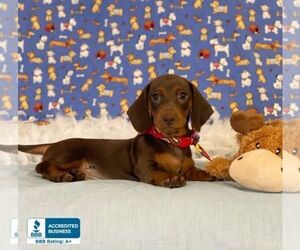Dachshund Puppy for sale in WINNSBORO, LA, USA
