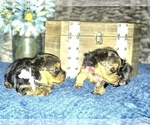 Small Photo #8 Yorkshire Terrier Puppy For Sale in STKN, CA, USA