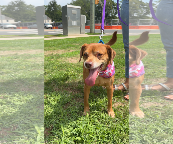 Medium Photo #5 Unknown-Vizsla Mix Puppy For Sale in Oakhurst, NJ, USA