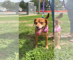Small Photo #5 Unknown-Vizsla Mix Puppy For Sale in Oakhurst, NJ, USA