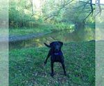 Small Photo #1 Labrador Retriever Puppy For Sale in WEST CONCORD, MN, USA
