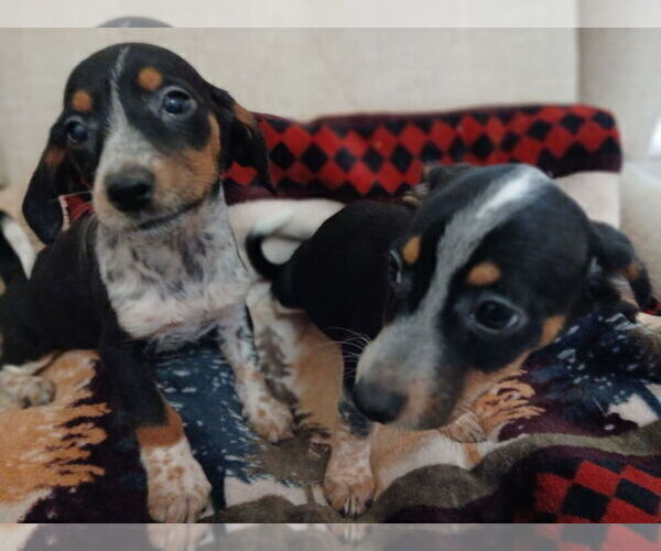 Medium Photo #3 Chiweenie Puppy For Sale in CANTON, GA, USA