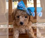 Small #16 Poodle (Toy)