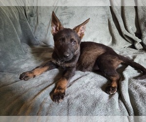 Medium Australian Shepherd-German Shepherd Dog Mix