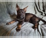 Puppy 4 Australian Shepherd-German Shepherd Dog Mix