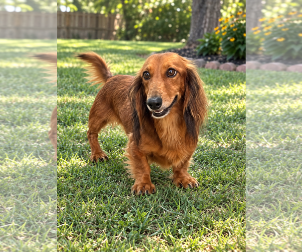 Medium Photo #1 Dachshund Puppy For Sale in York, SC, USA