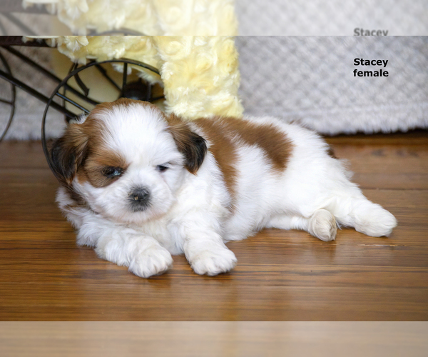 Medium Photo #12 Shih Tzu Puppy For Sale in CLARE, MI, USA