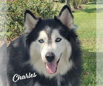 Small Siberian Husky